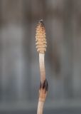 Equisetum arvense