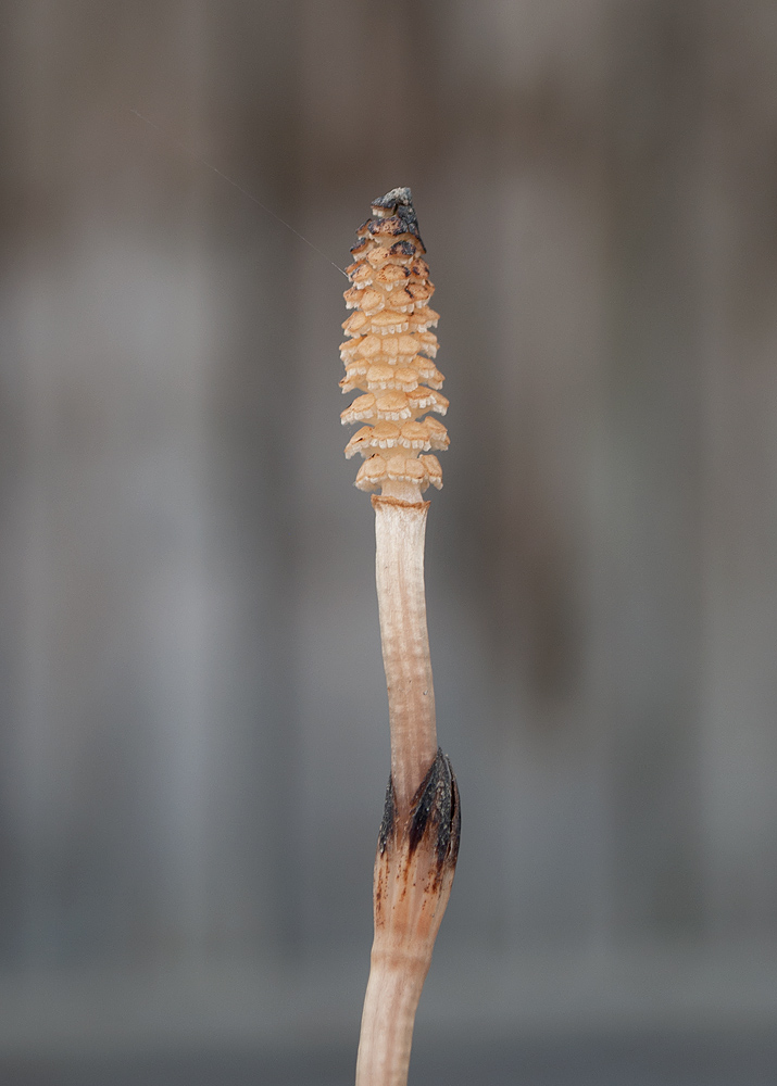 Изображение особи Equisetum arvense.