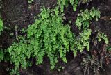 Adiantum capillus-veneris