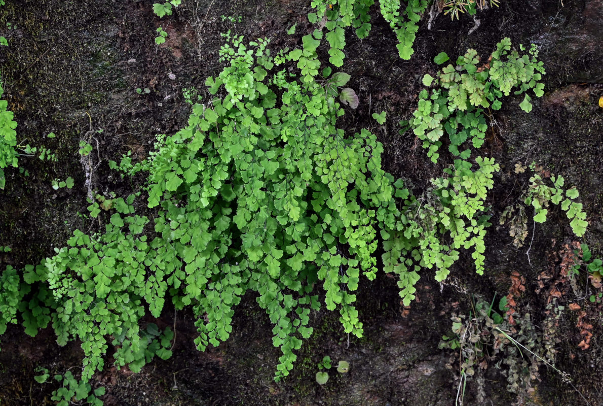 Изображение особи Adiantum capillus-veneris.