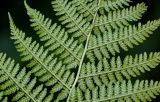 Athyrium filix-femina
