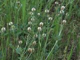 Trifolium montanum