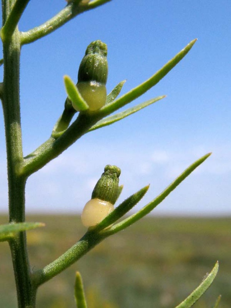 Image of Thesium ramosum specimen.