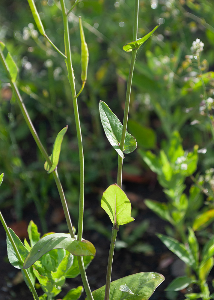Изображение особи Brassica campestris.