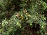 Juniperus deltoides