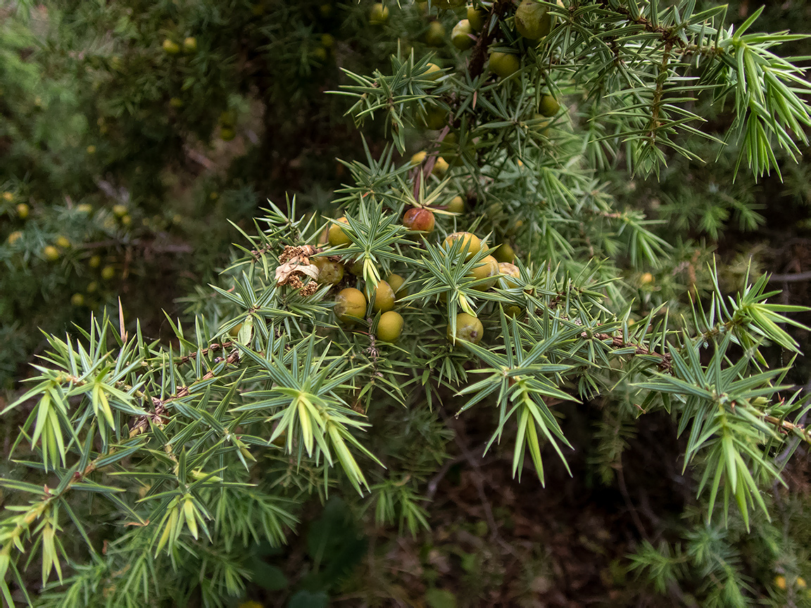 Image of Juniperus deltoides specimen.