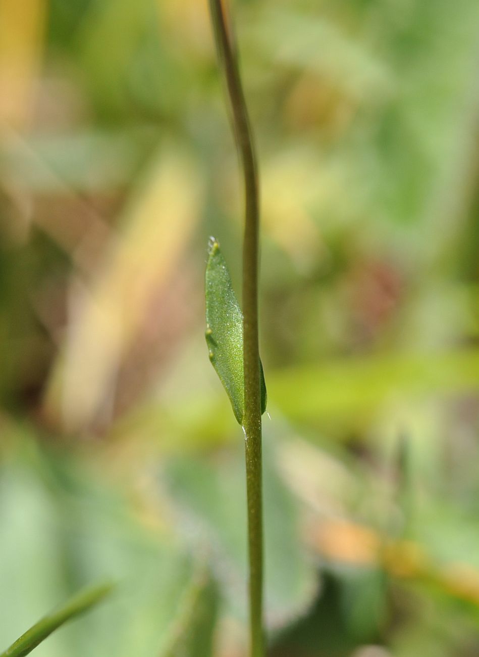 Image of Draba stylaris specimen.