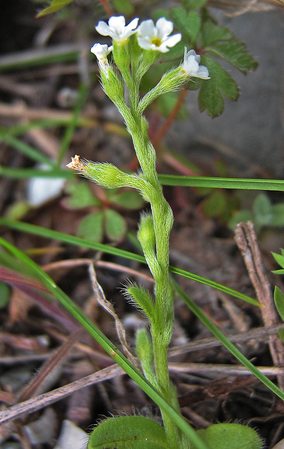 Image of Myosotis litoralis specimen.