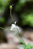 Aquilegia vicaria