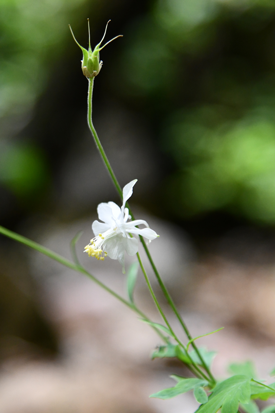 Image of Aquilegia vicaria specimen.