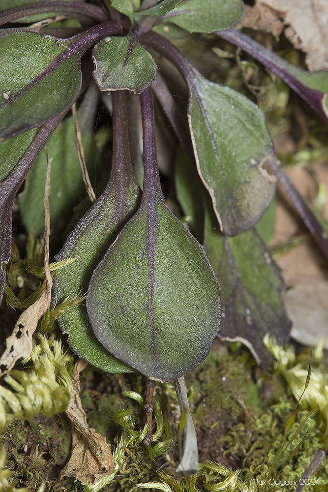 Image of Noccaea macrantha specimen.