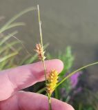 Carex vesicaria