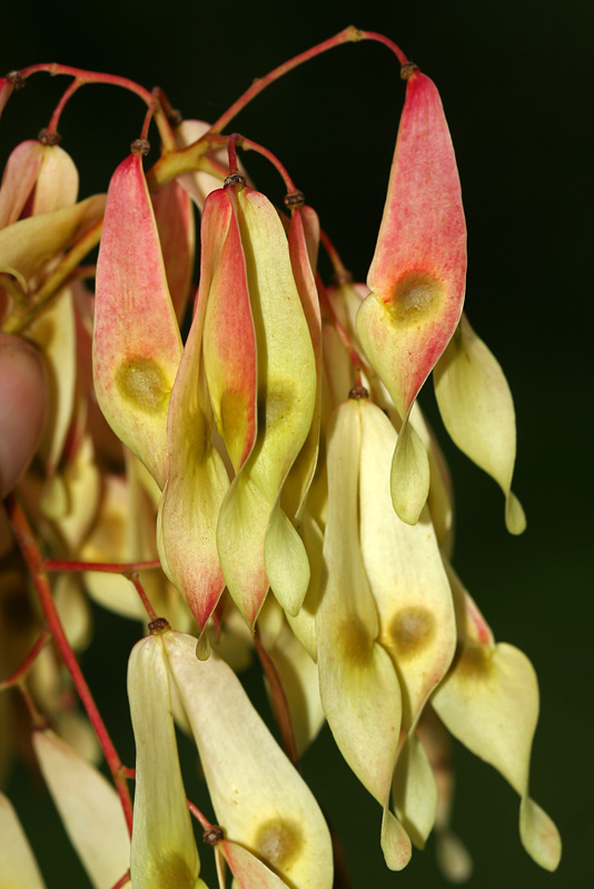 Изображение особи Ailanthus altissima.