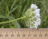 Tordylium officinale