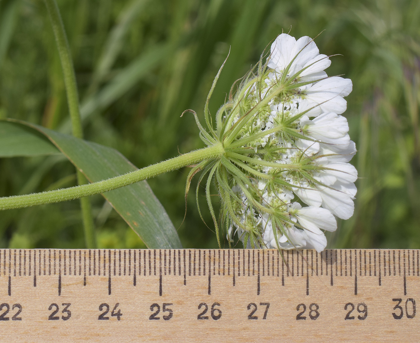 Image of Tordylium officinale specimen.