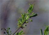 Euonymus europaeus. Верхушка ветви с бутонизирующими соцветиями и молодыми побегами. Московская обл., Раменский р-н, окр. дер. Хрипань, садовый участок. 21.04.2025.