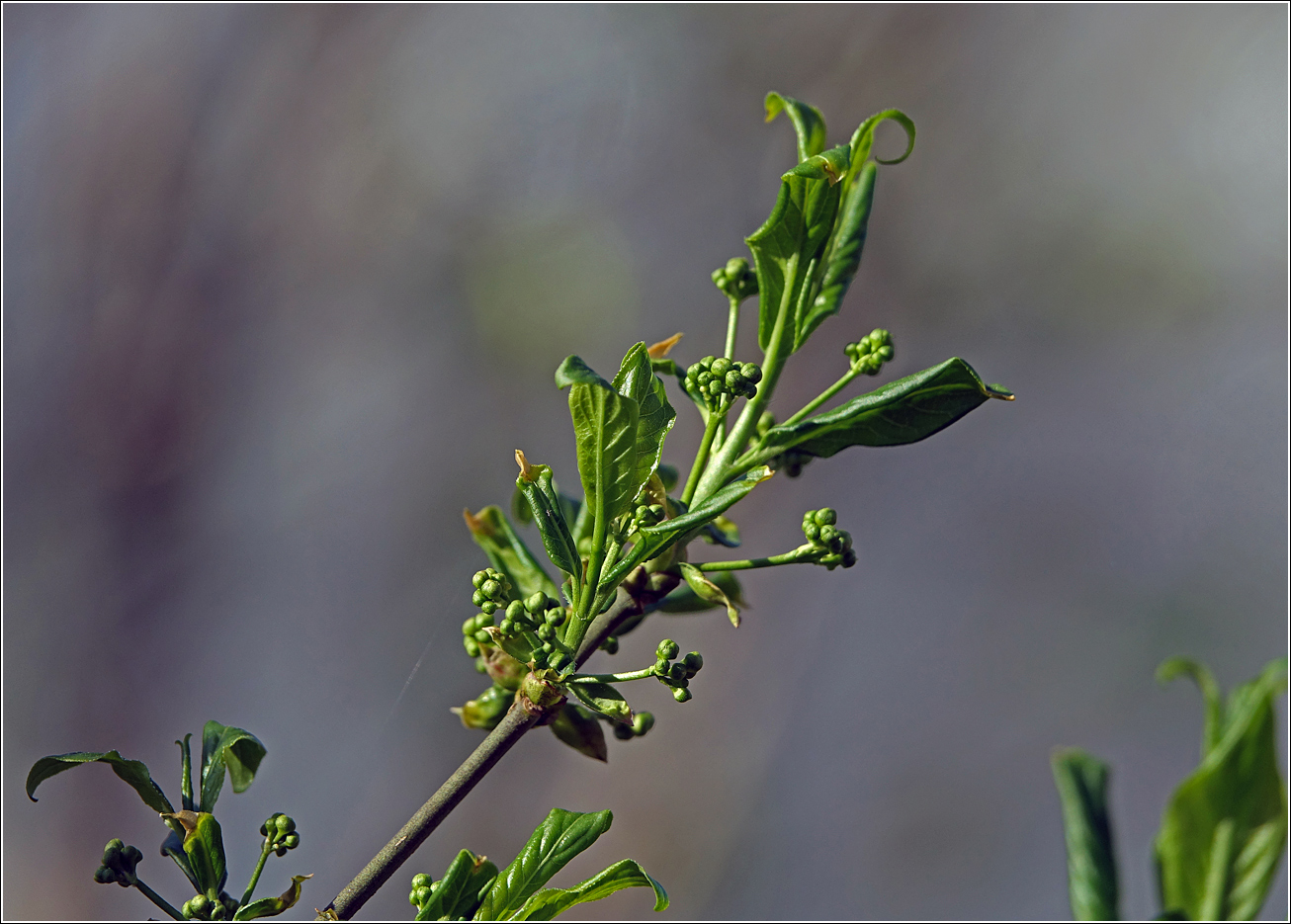 Image of Euonymus europaeus specimen.