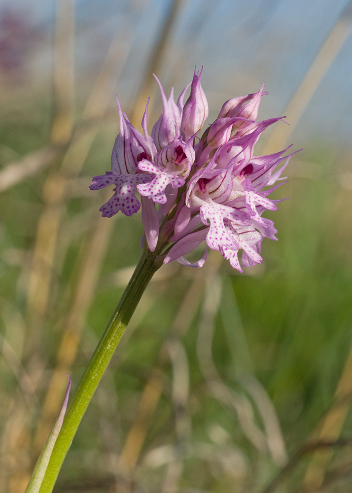 Изображение особи Neotinea tridentata.