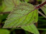 Mentha × gracilis. Лист в каплях дождя. Московская обл., Талдомский р-н, окр. СНТ \"Живописное\", просека под ЛЭП, луг. 12.08.2024.