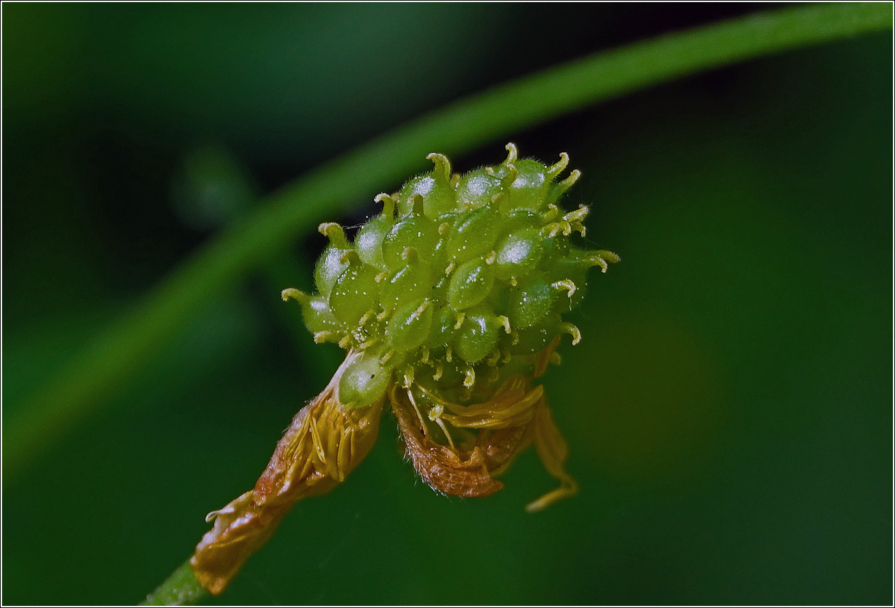 Image of Ranunculus cassubicus specimen.