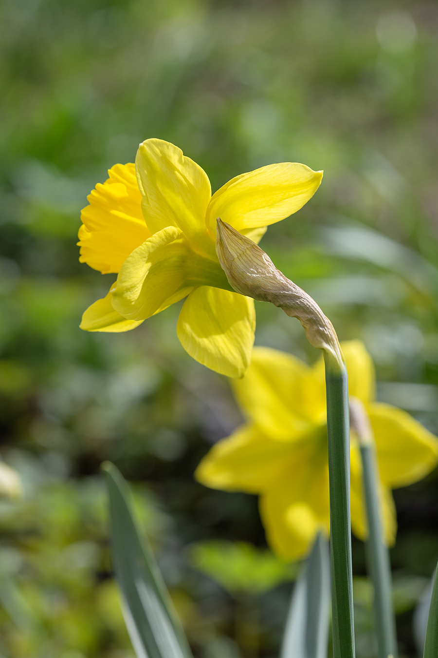Image of Narcissus pseudonarcissus specimen.