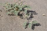 genus Astragalus. Цветущее и плодоносящее растение. Таджикистан, Хатлонская обл., р-н Джайхун, окр. с. Нижний Пяндж, пустыня Карадум, грядово-бугристые пески. 15 апреля 2025 г.