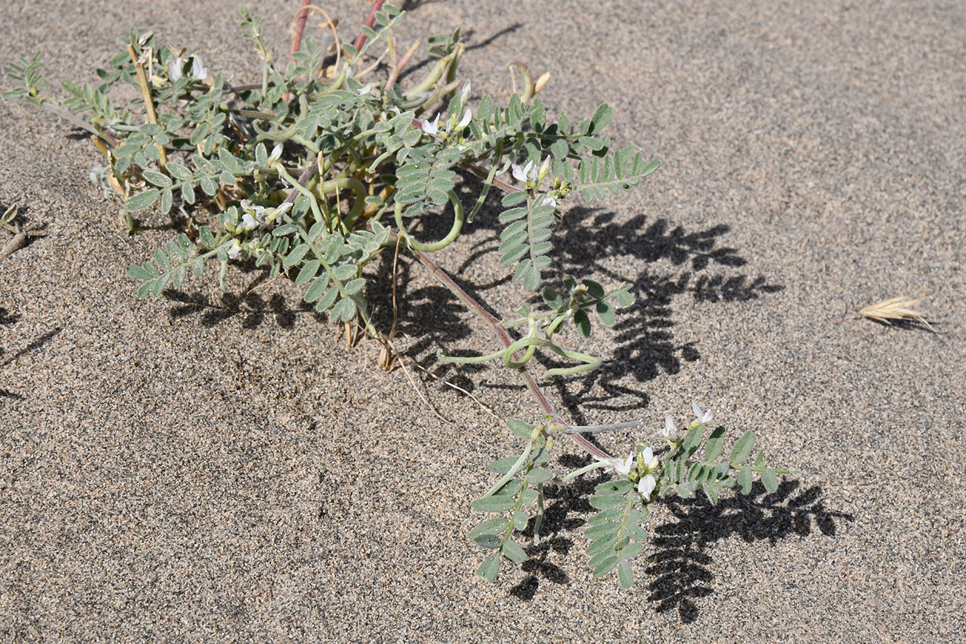Image of genus Astragalus specimen.