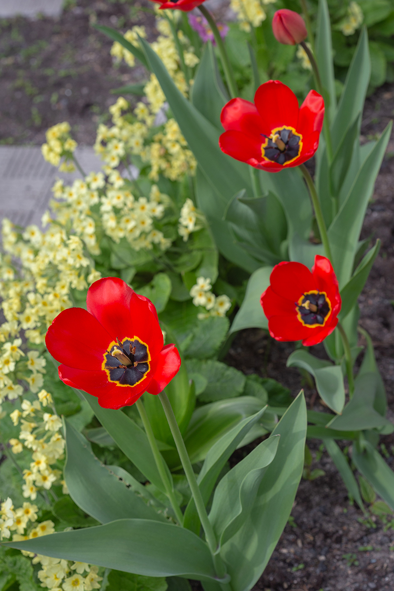 Image of genus Tulipa specimen.