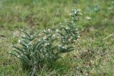 Echium biebersteinii. Цветущие растения. Республика Абхазия, окр. г. Сухум, р. Гумиста. 26.08.2009.