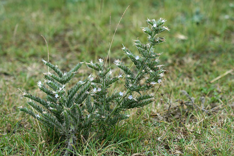 Image of Echium biebersteinii specimen.