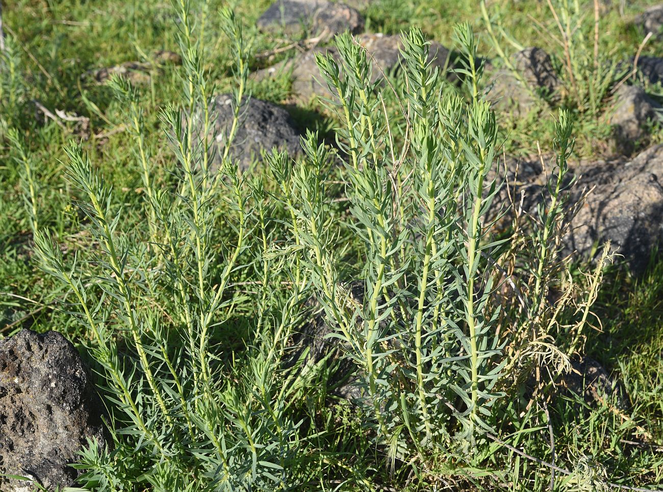 Image of genus Euphorbia specimen.