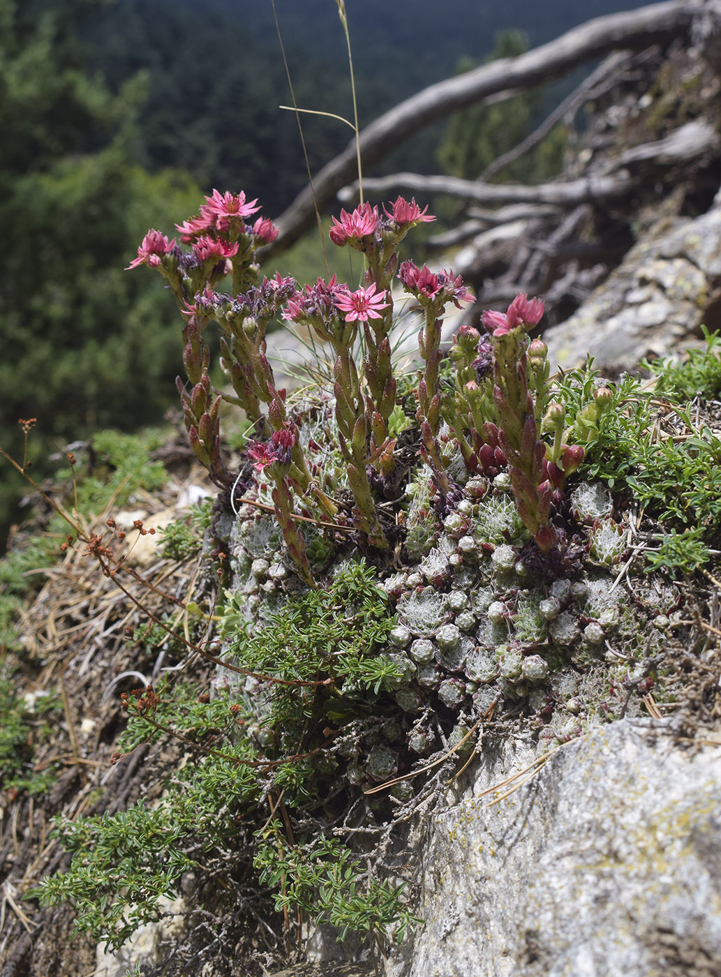 Изображение особи Sempervivum arachnoideum.