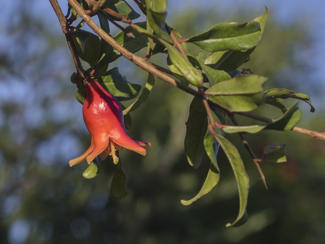 Image of Punica granatum specimen.