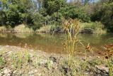 Cyperus glomeratus. Плодоносящие растения. Приморский край, Октябрьский р-н, окр. с. Чернятино, дол. р. Раздольная на левом берегу, пойма, на илистой отмели. 08.09.2025.