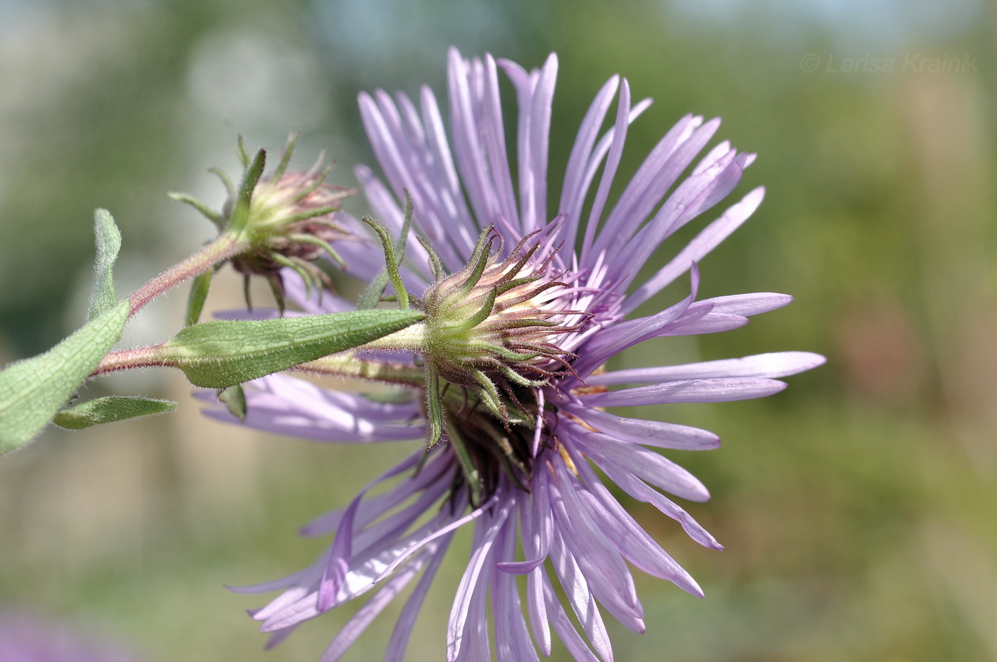 Image of Symphyotrichum novae-angliae specimen.