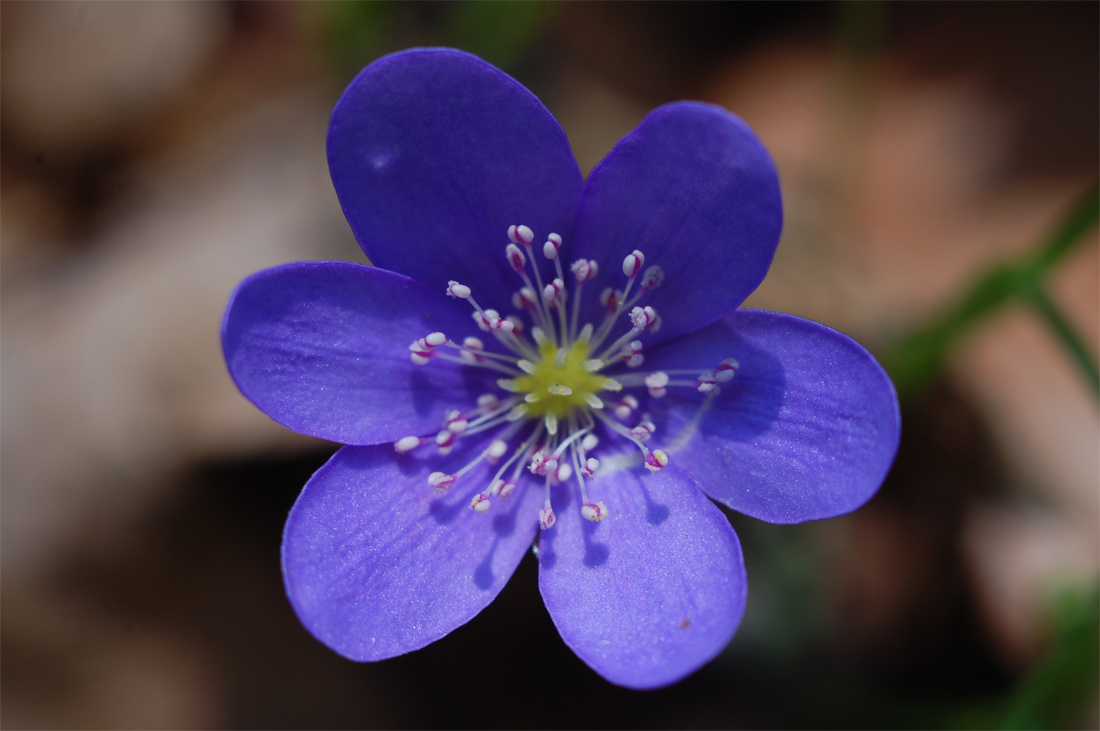 Изображение особи Hepatica nobilis.