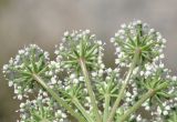 семейство Apiaceae