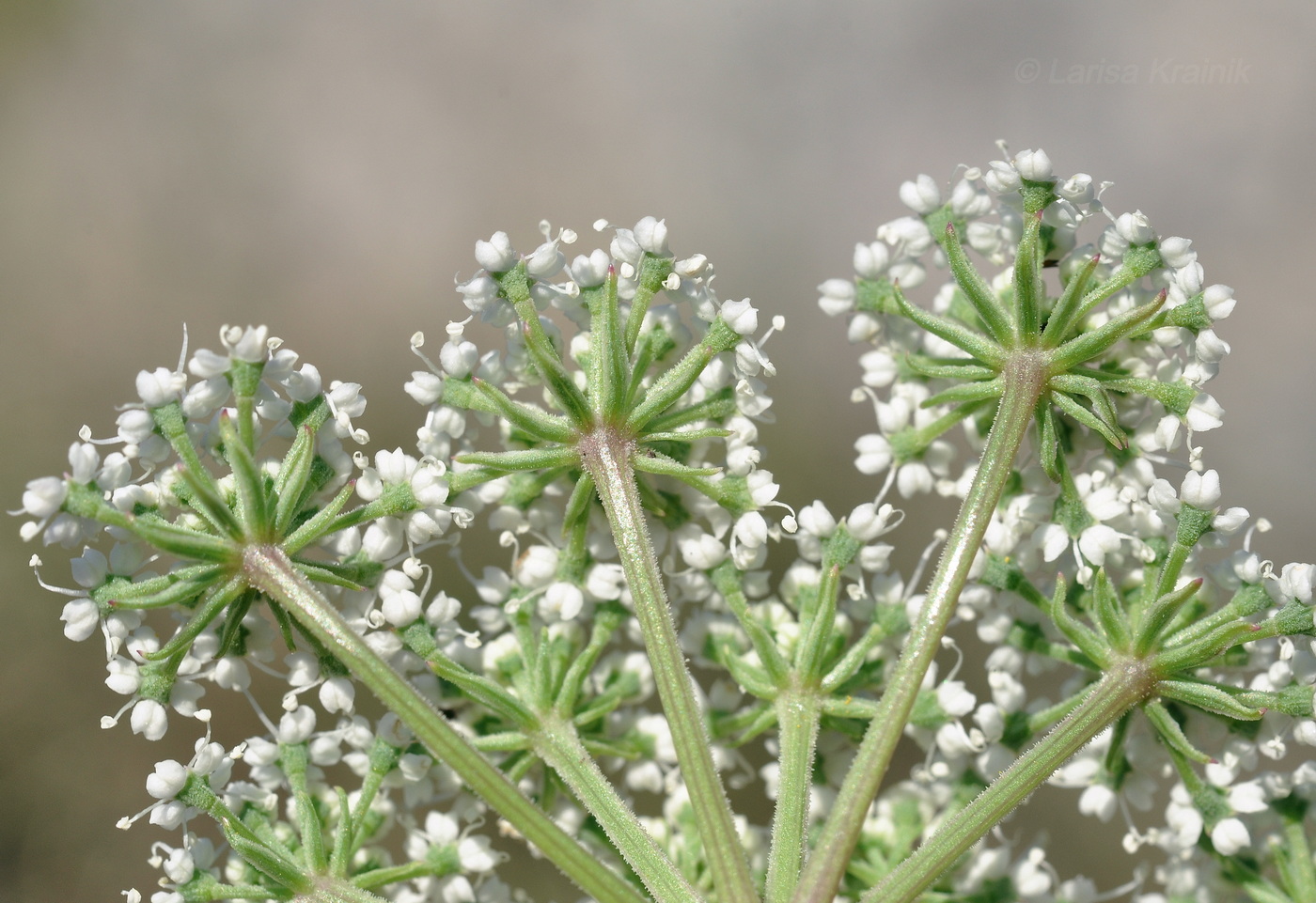 Изображение особи семейство Apiaceae.