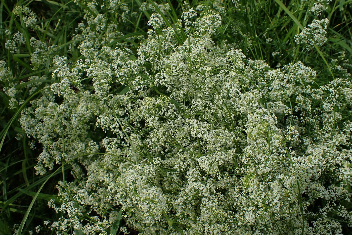 Изображение особи Galium mollugo.