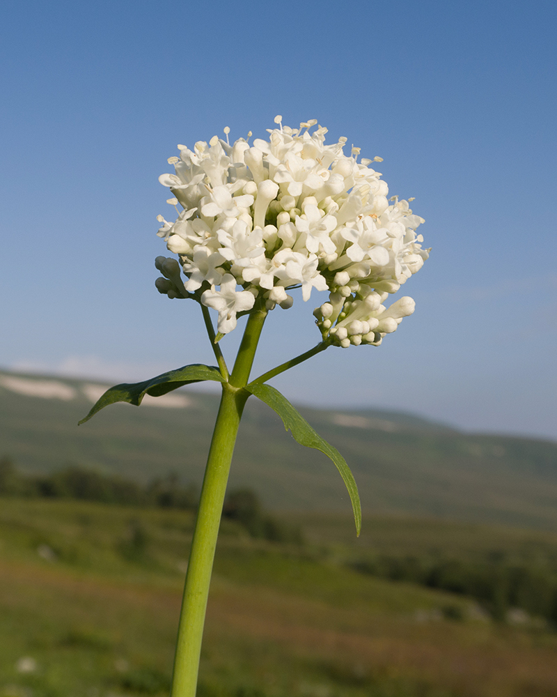 Image of Valeriana alliariifolia specimen.