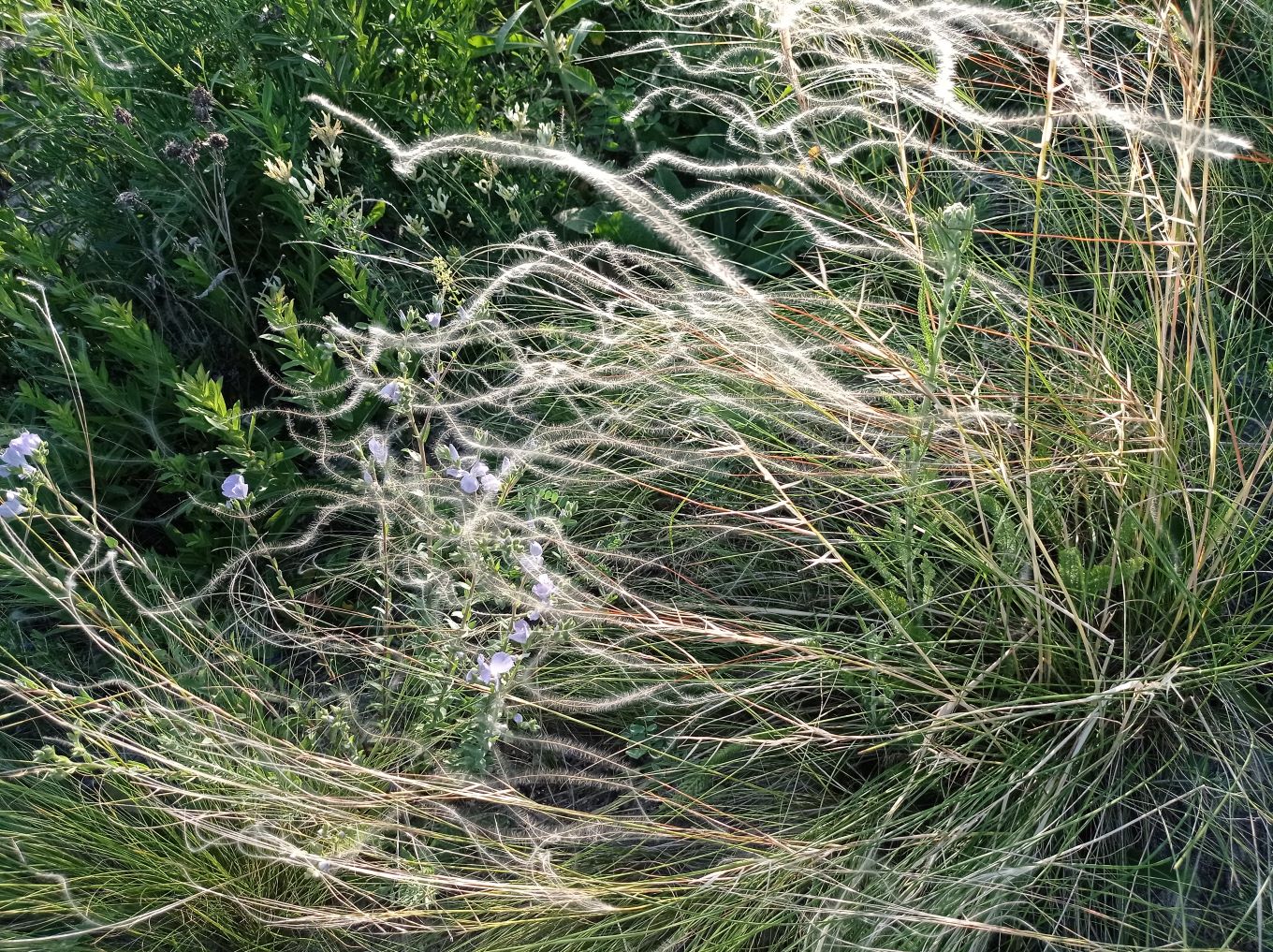 Изображение особи Stipa lessingiana.