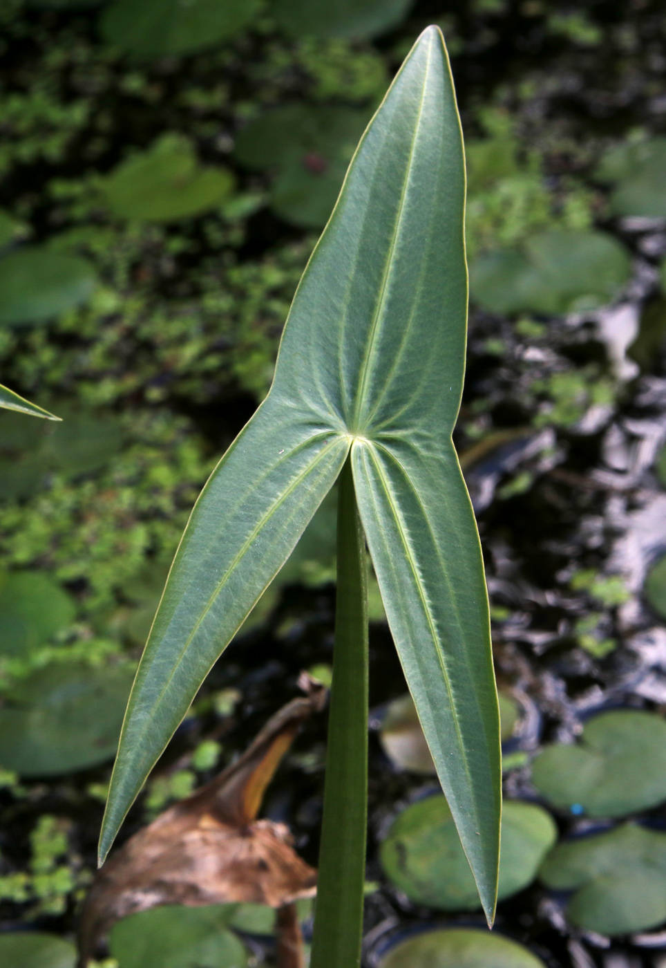 Изображение особи Sagittaria sagittifolia.