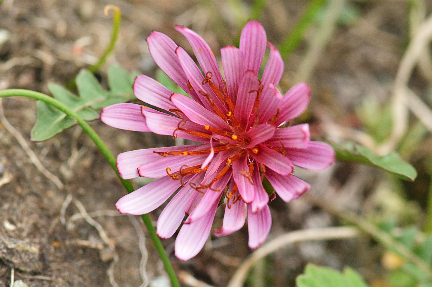 Image of Taraxacum neokamtschaticum specimen.