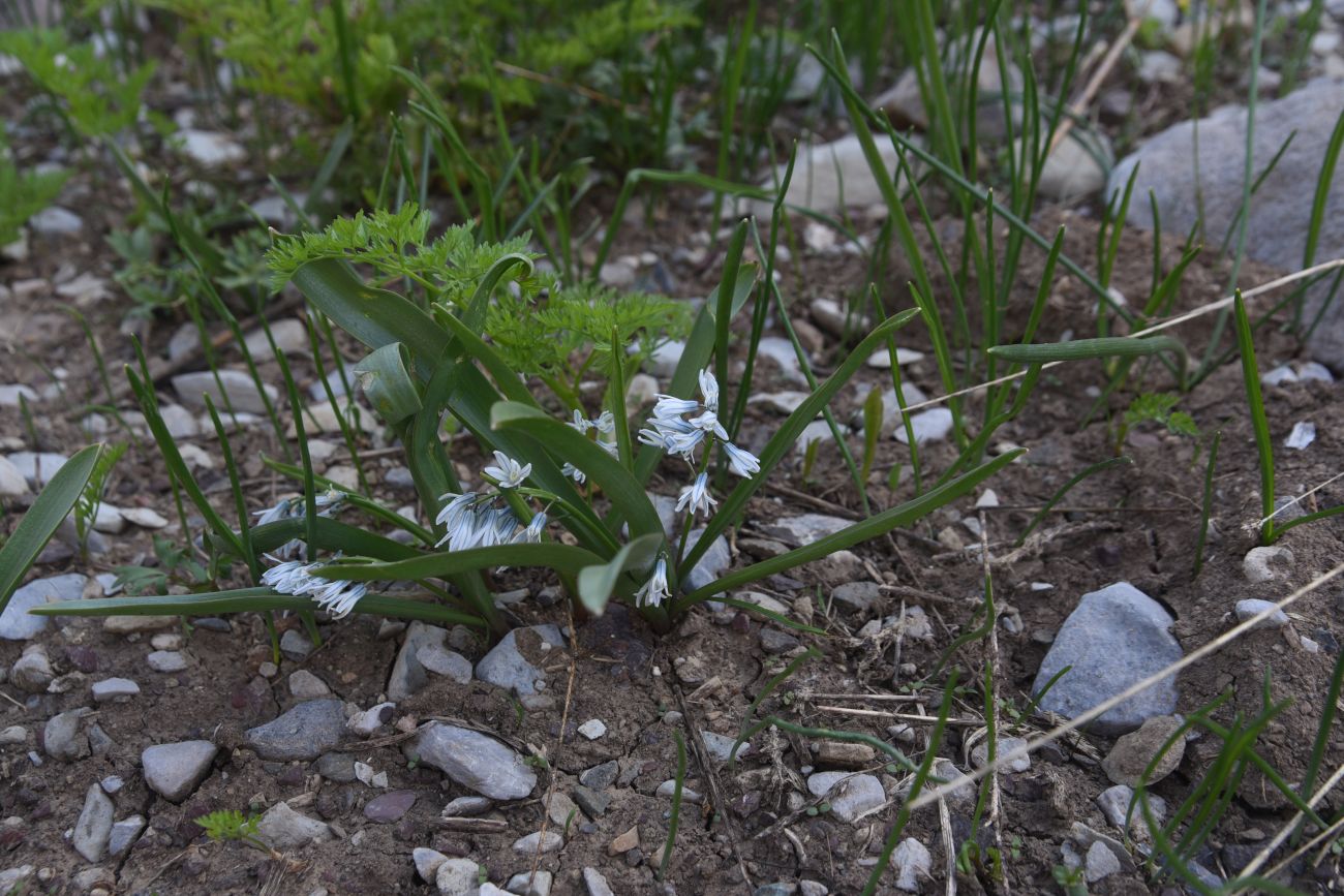 Изображение особи Puschkinia scilloides.