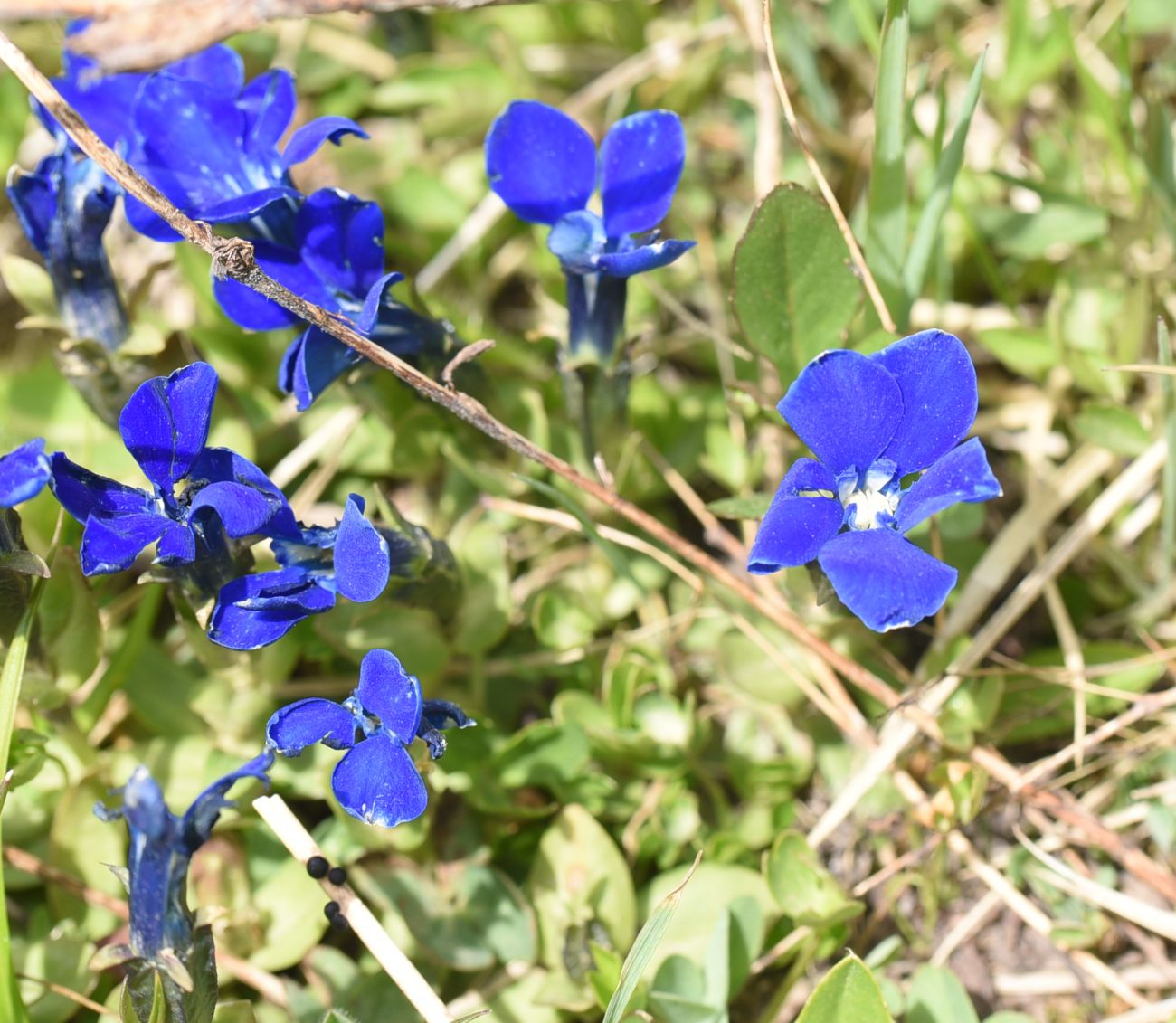 Image of genus Gentiana specimen.