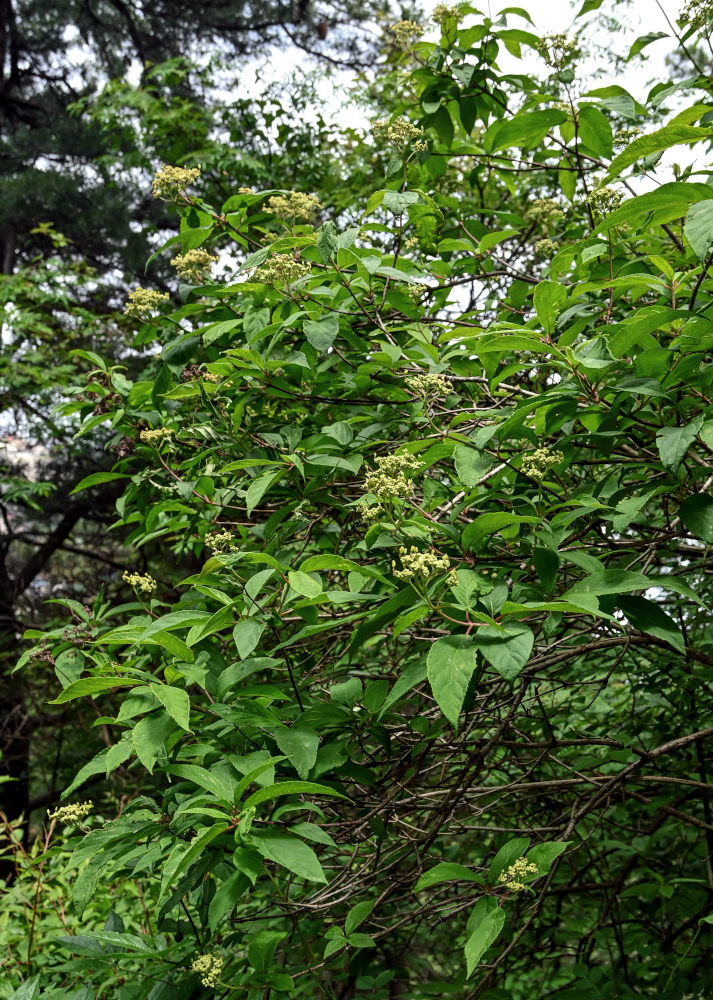 Изображение особи Hydrangea chinensis.