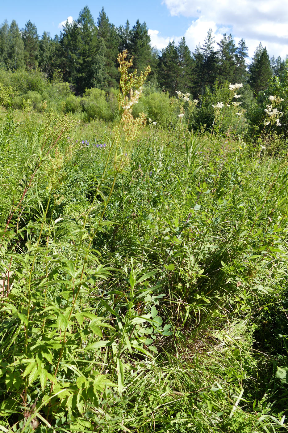 Изображение особи Filipendula ulmaria.