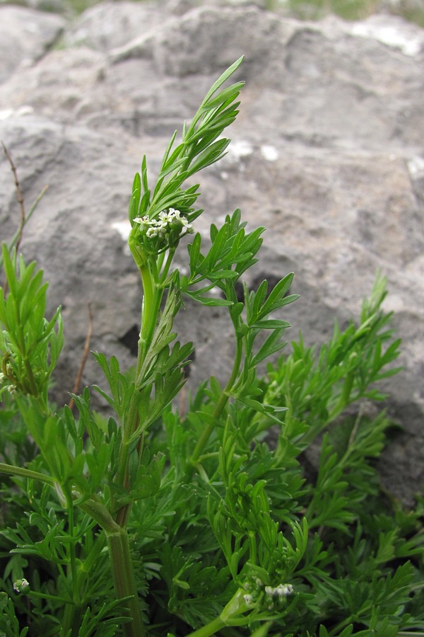 Изображение особи Bifora testiculata.