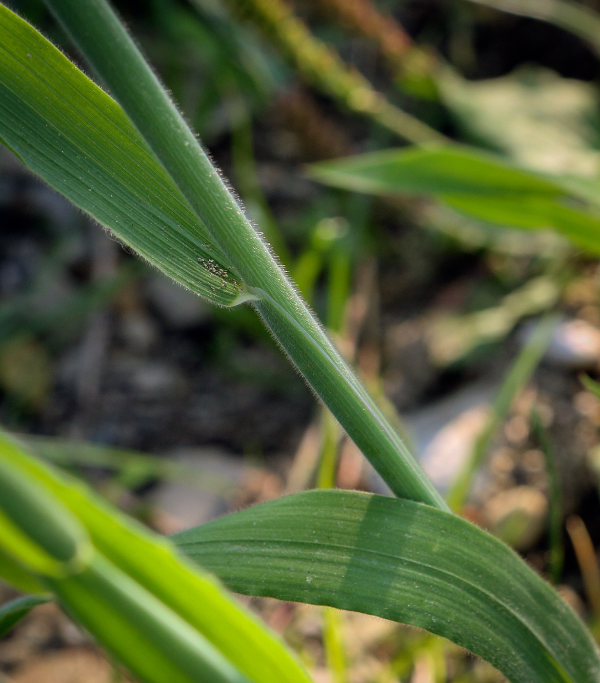 Изображение особи Holcus lanatus.