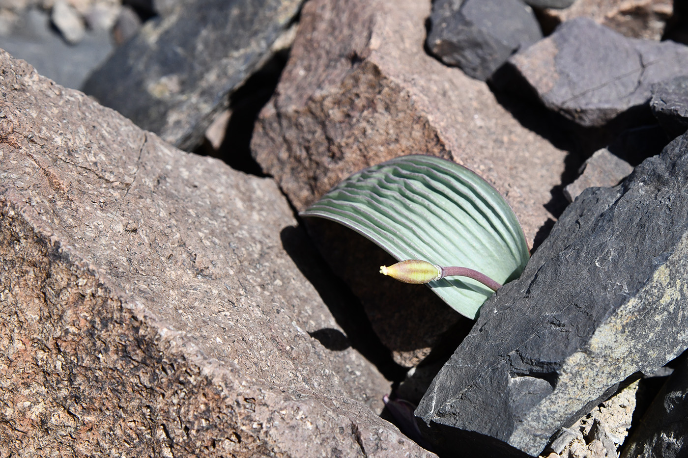 Image of Tulipa regelii specimen.